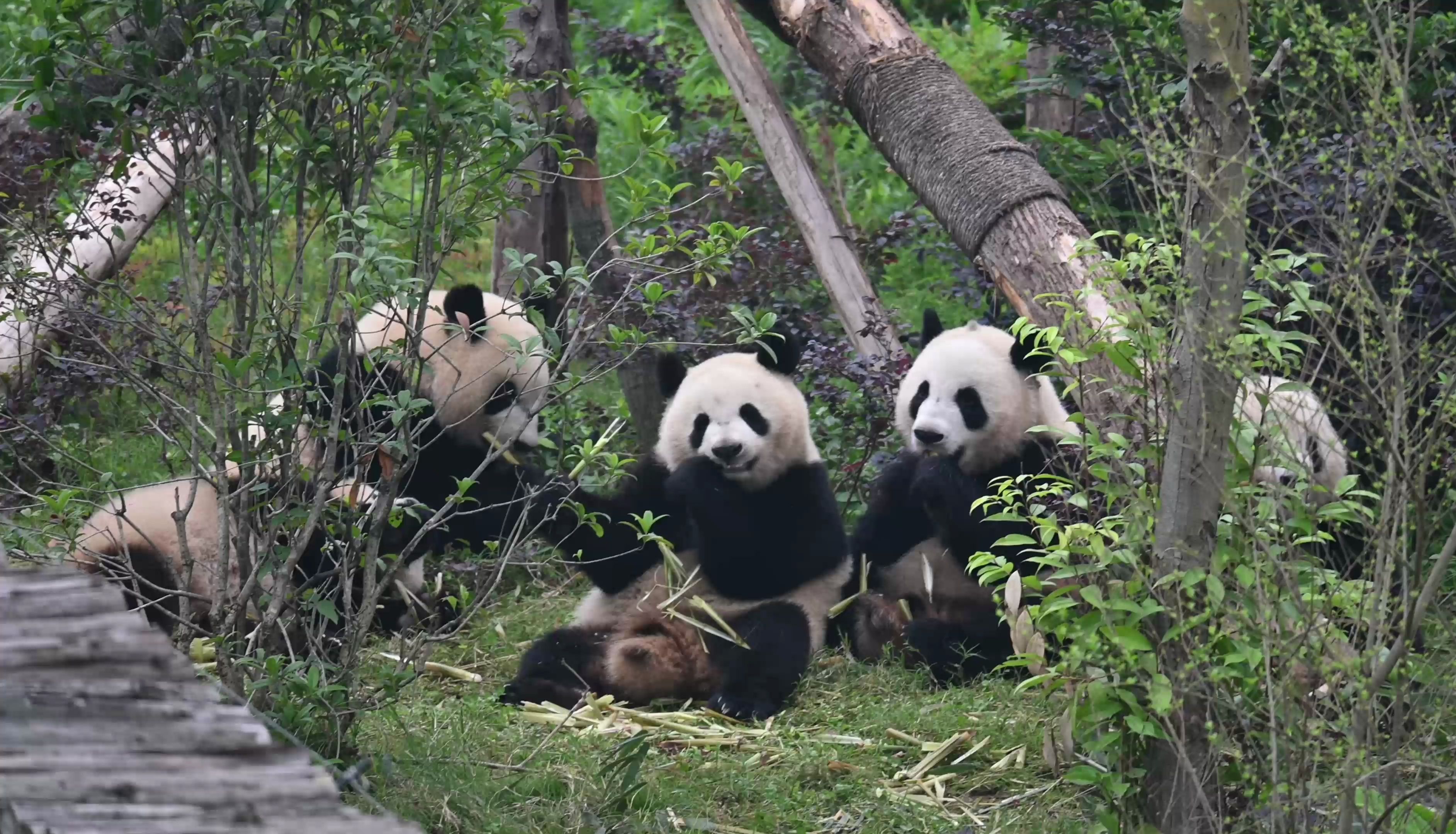 【星汉f5】有的熊熊干架的时候,有的熊熊已经吃上了【北辰】【娇毅】