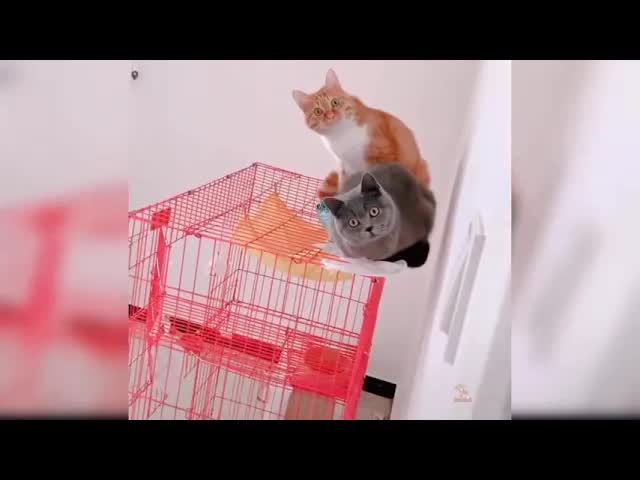 小猫可爱有趣的猫咪视频| Aww动物哔哩哔哩bilibili