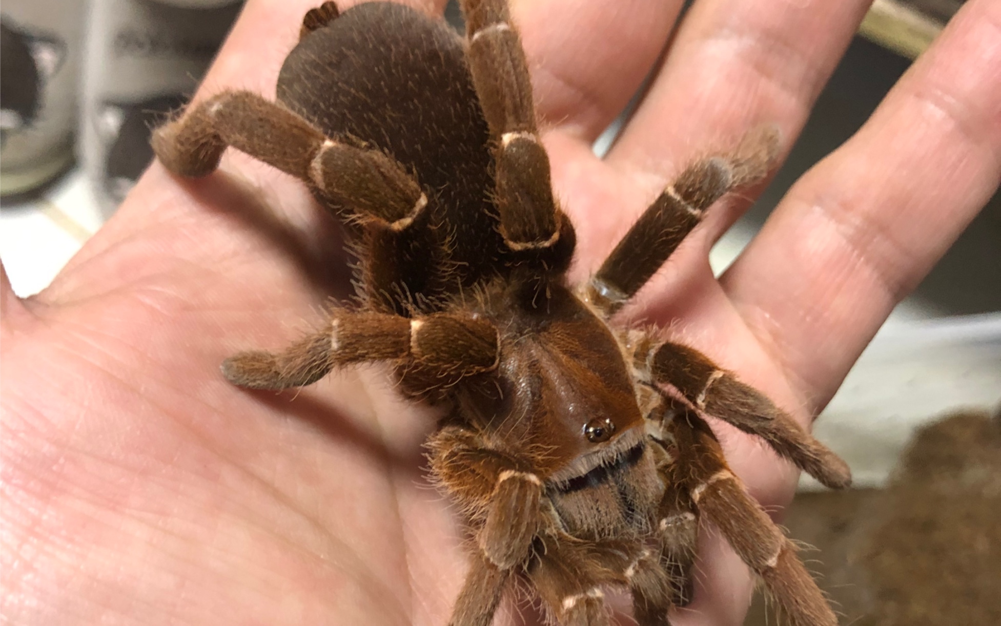 霸气的皇帝巴布