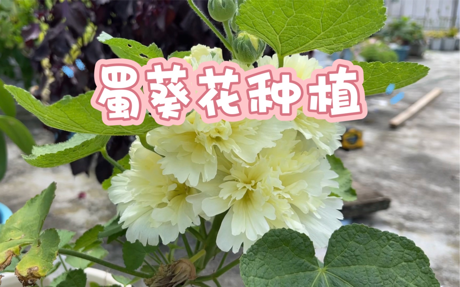 从种植到开花,蜀葵花种植方法全过程哔哩哔哩bilibili