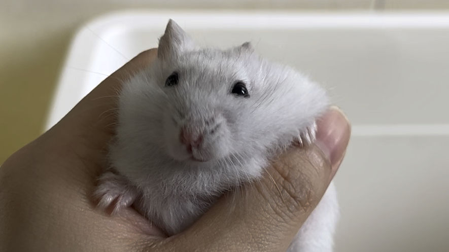 【仓鼠】简直没有一日安生