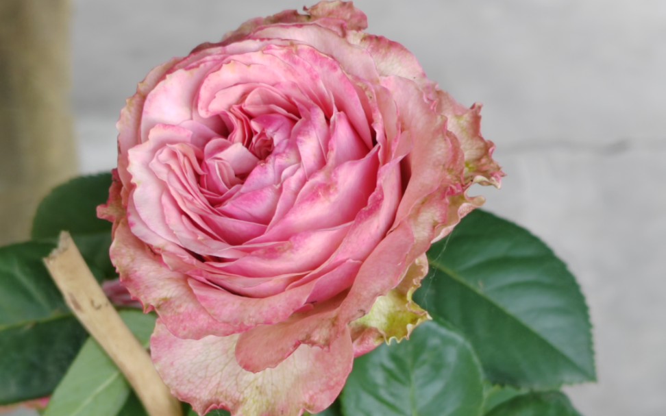 我的伯利兹开花啦