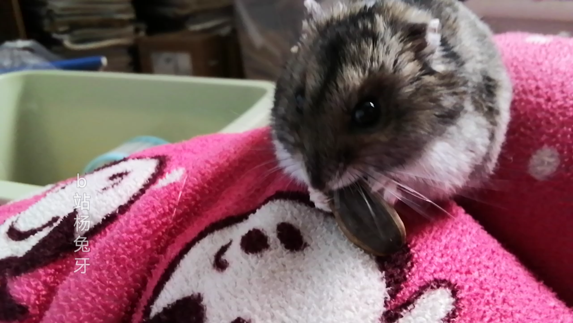 仓鼠翠花嗑瓜子(超治愈)