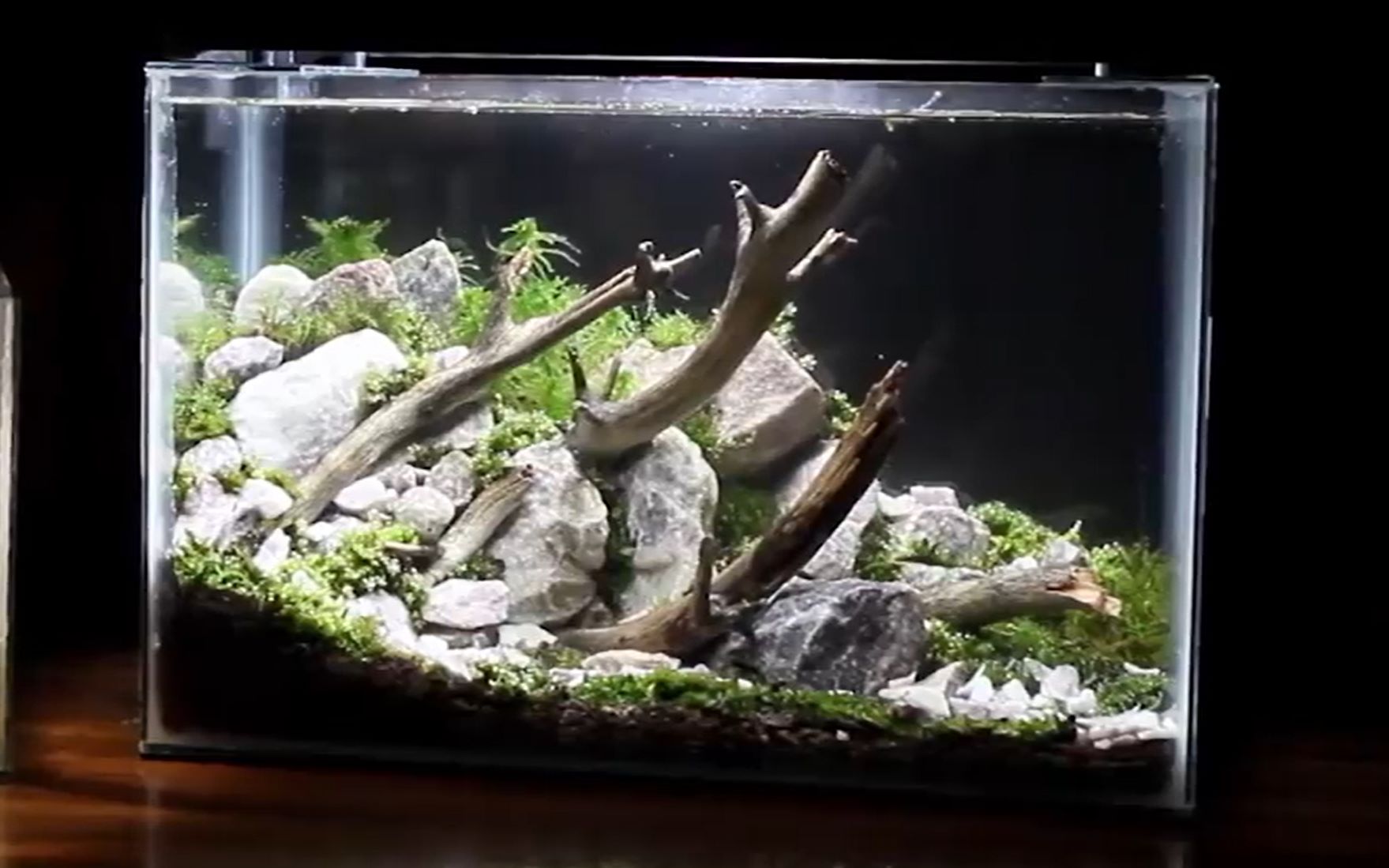 一个小小的桌面苔藓造景植物缸