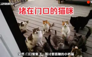 Download Video: 小猫一大早竟然堵在小哥家门口，得知真相的我潸然泪下！