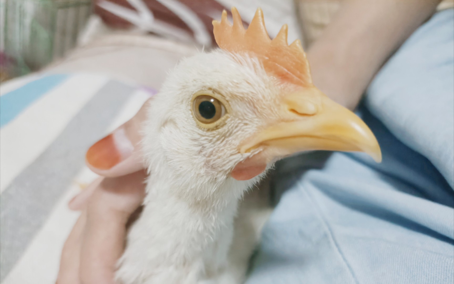 《小鸡的鸡冠子太好玩了 每天捏一边 烦恼都不见 》