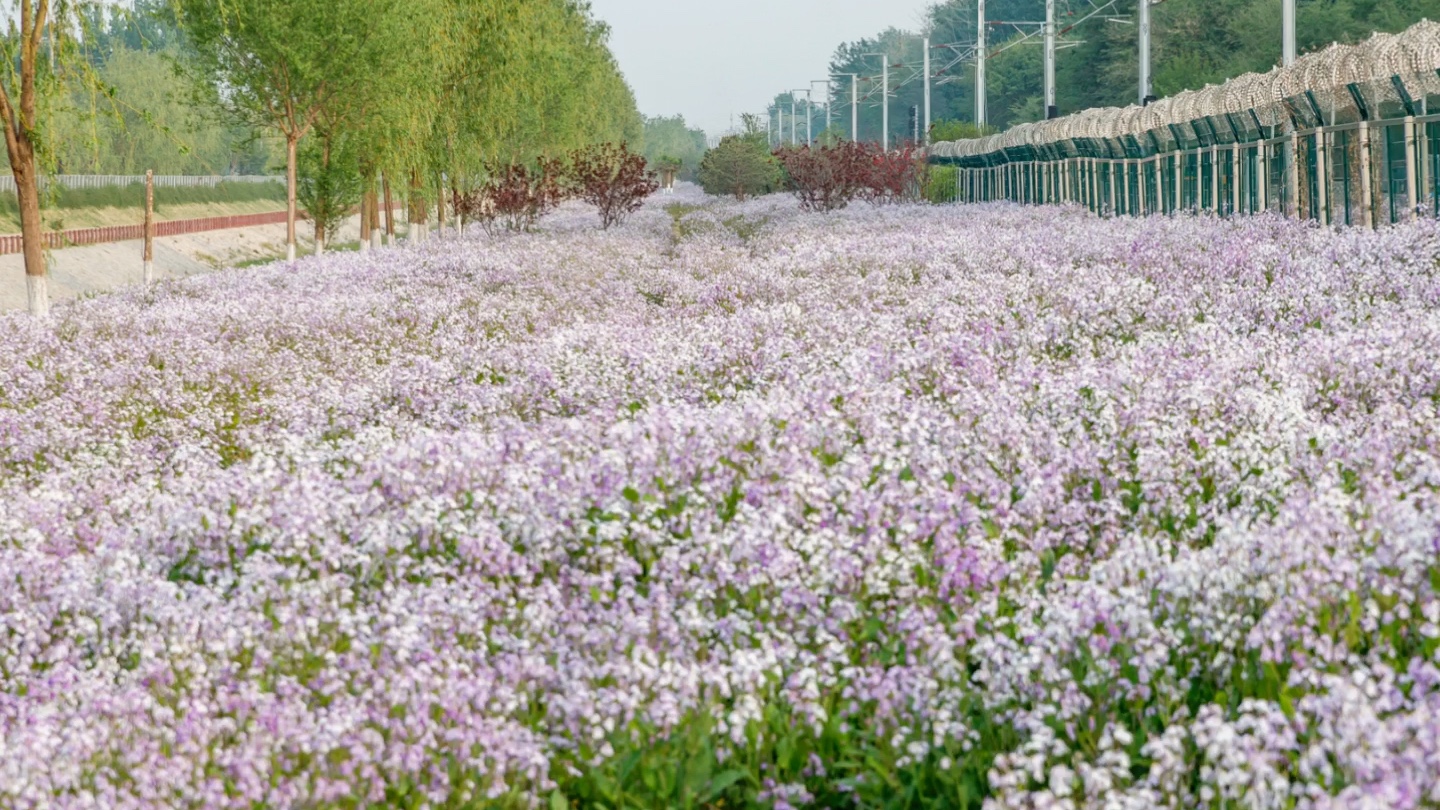 [图]臭水沟子边的风景