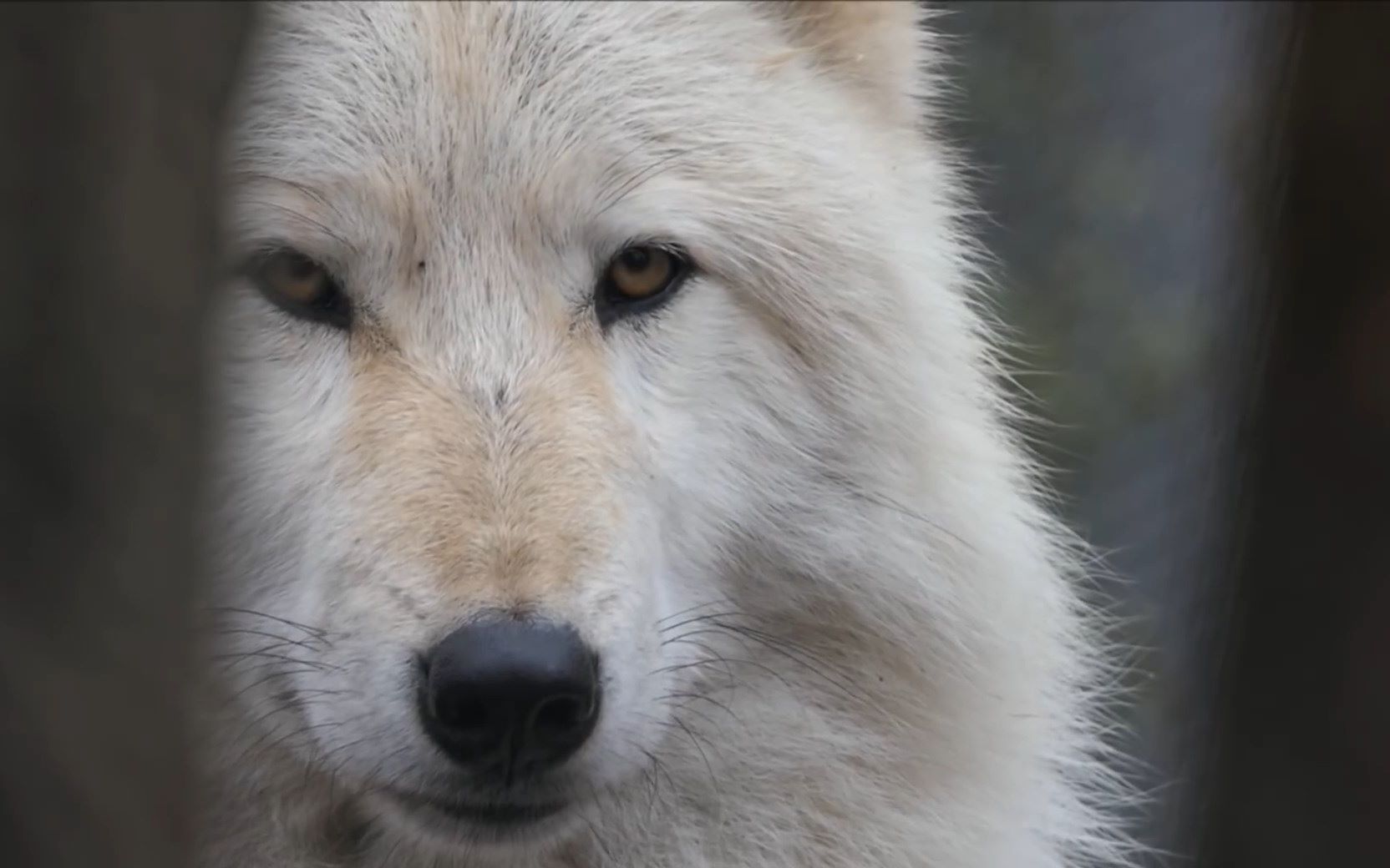 白狼:暗中观察_哔哩哔哩 (゜-゜)つロ 干杯~-bilibili