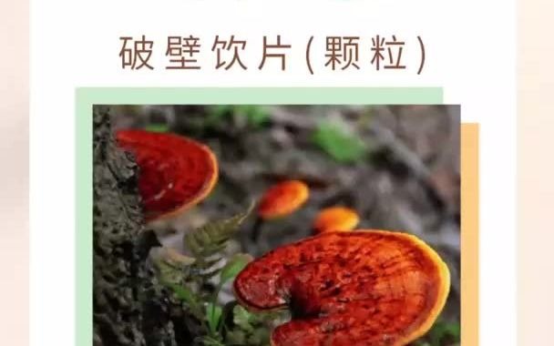 云南瑞药金方灵芝破壁饮片(颗粒)哔哩哔哩bilibili