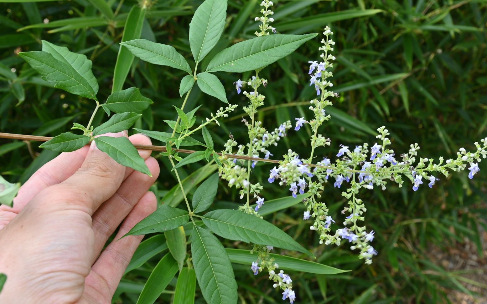 常见的黄荆植物,茎叶、花、种子、根价值高,有多少人了解呢?哔哩哔哩bilibili