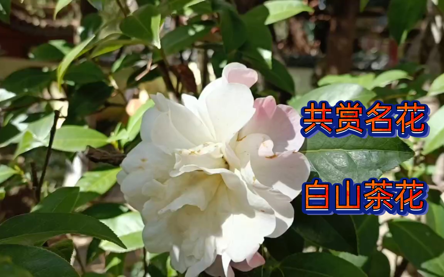 今天共赏白山茶花哔哩哔哩bilibili