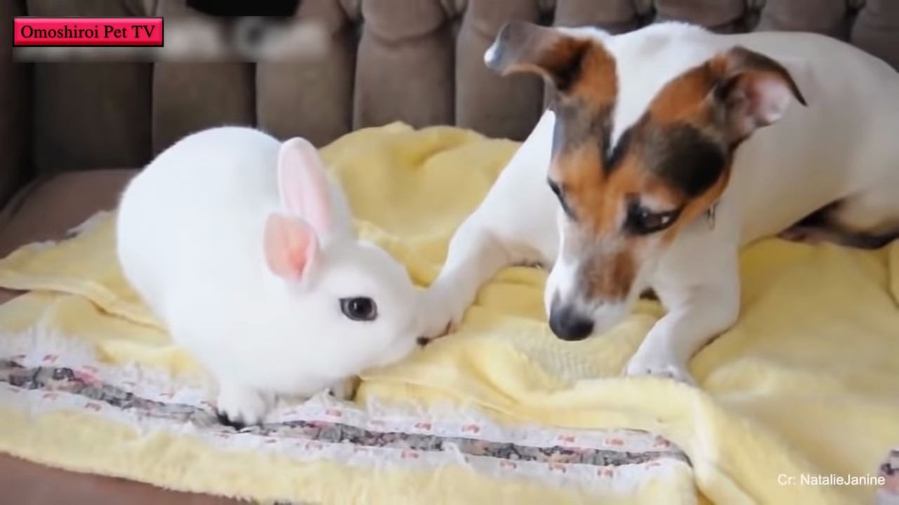 第一次看见兔子后的猫和狗的反应 - optv