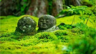 三室户寺的杜鹃花 日本京都 22 哔哩哔哩 Bilibili