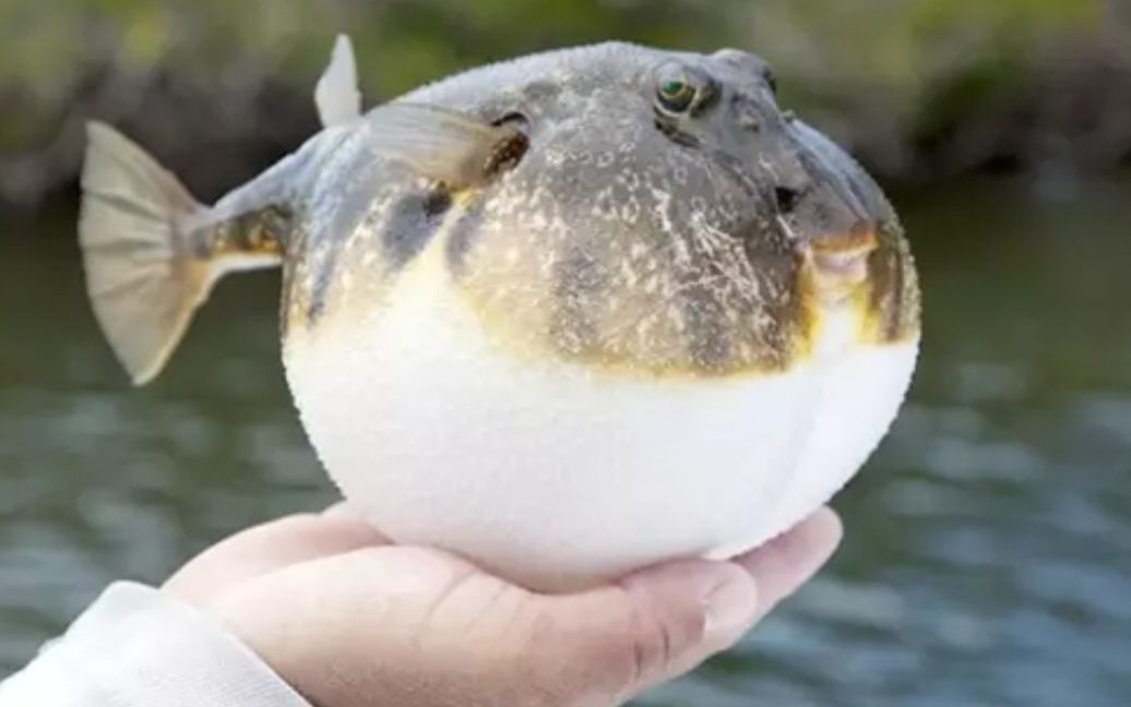 如果河豚鼓起来,被针扎会不会爆炸?