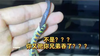 Download Video: 不是？？？？？？你