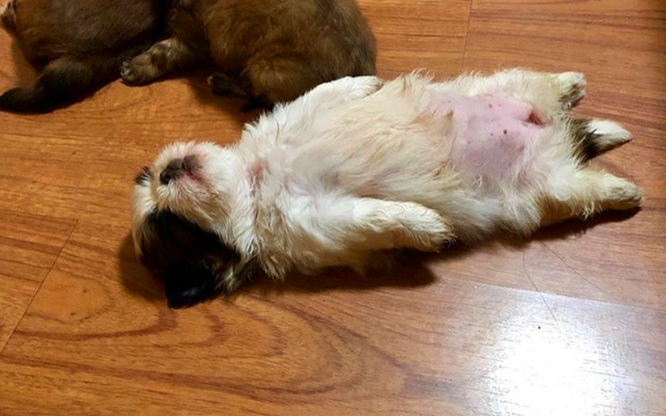 超萌汪星人,狗狗睡觉最爱肚子翻天,太可爱了_哔哩哔哩 (゜-゜)つロ