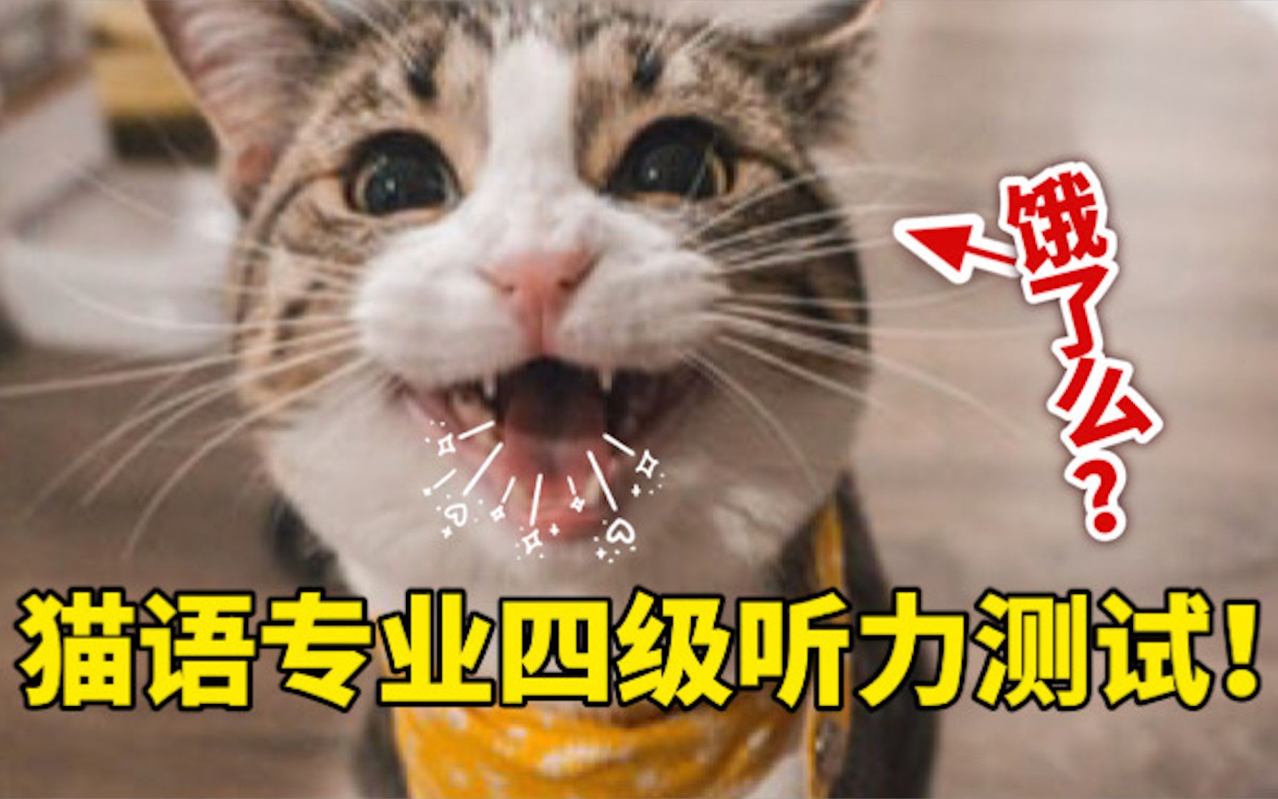 猫咪发出的6种声音,你听懂几个?哔哩哔哩bilibili