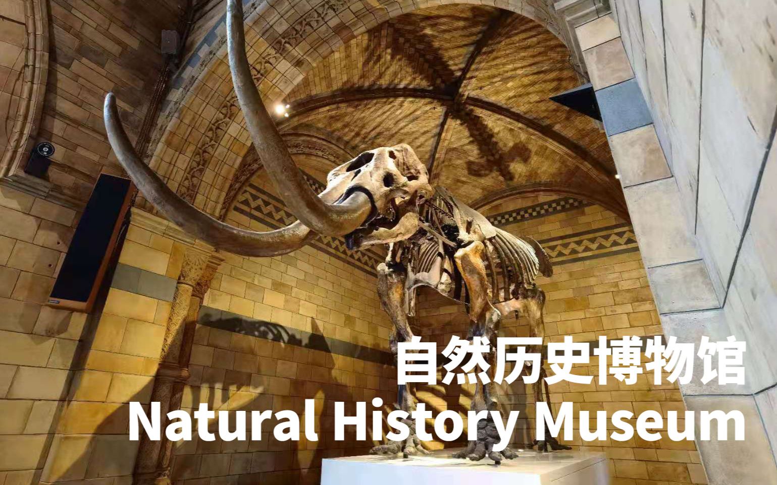 伦敦一日游|自然历史博物馆 Natural History Museum哔哩哔哩bilibili