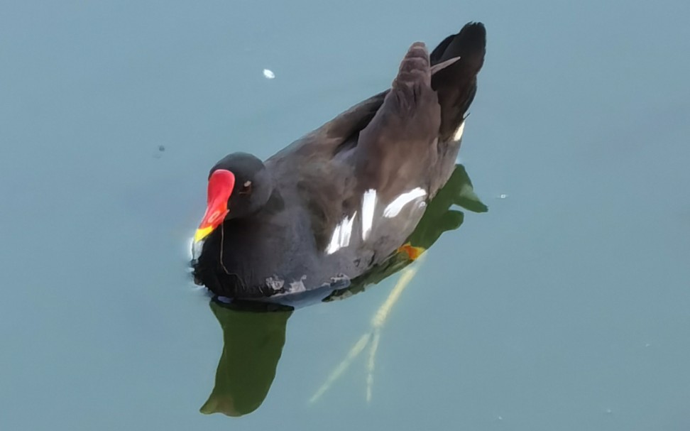红嘴黑毛的水鸟图片