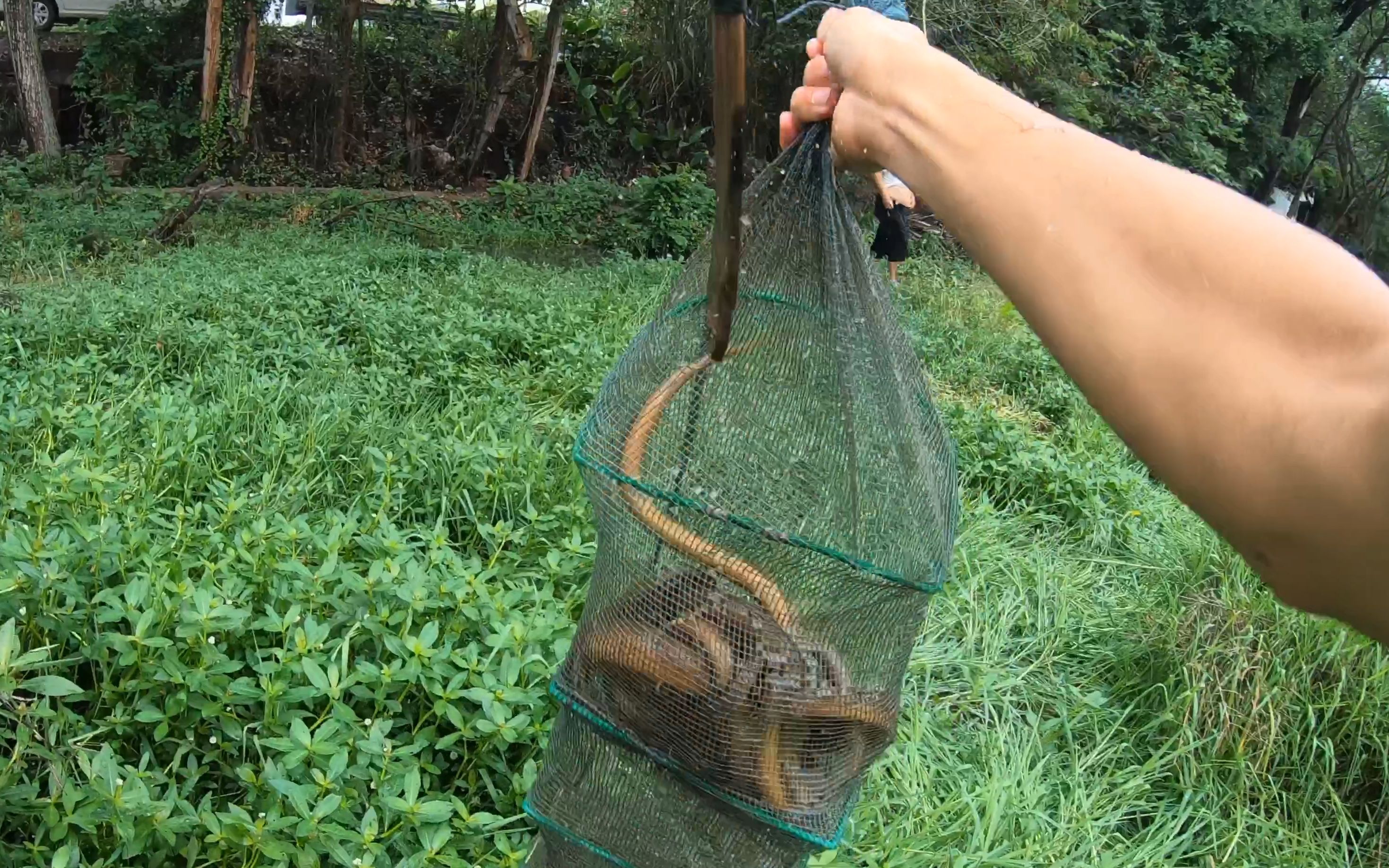 秧田边不起眼的水塘黄鳝太多了,四个地笼抓爆网,再也不敢小瞧它