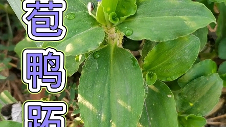 大苞鸭跖草