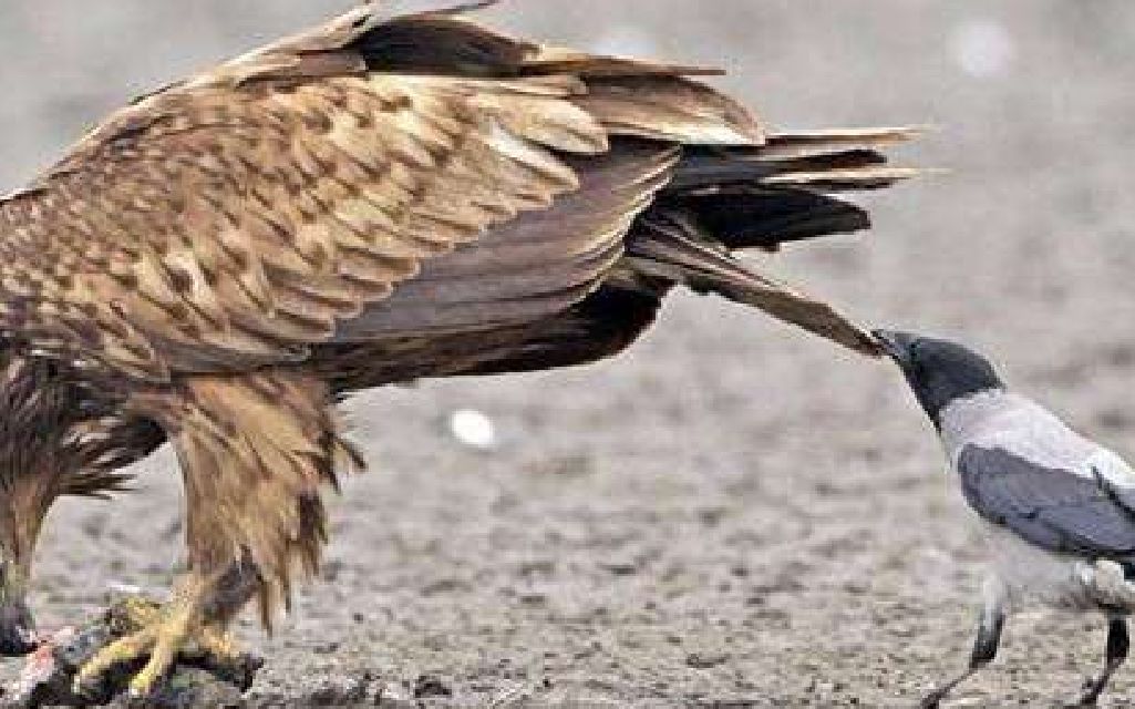 记仇的动物有哪些一个大家都知道一个大家想不到