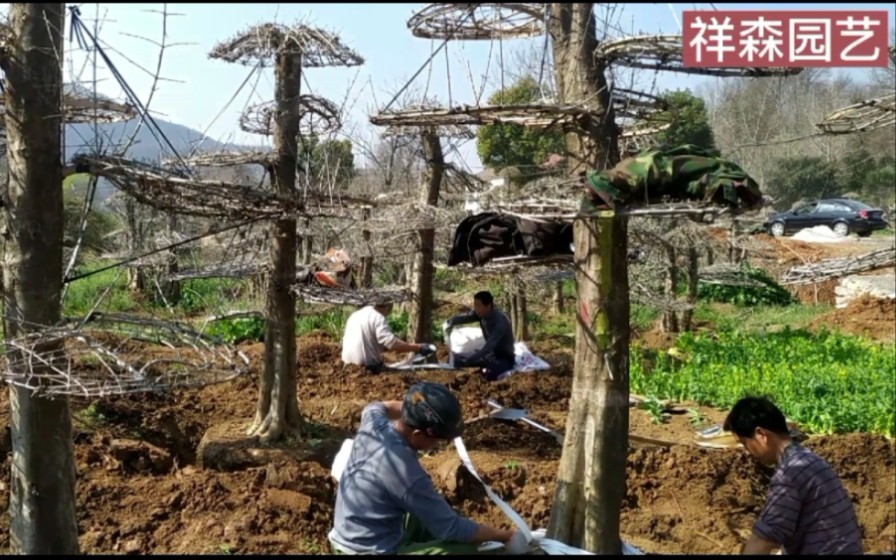 2021年对节白蜡造型树开始挖树打包,这批造型树型你觉得怎么样?哔哩哔哩bilibili