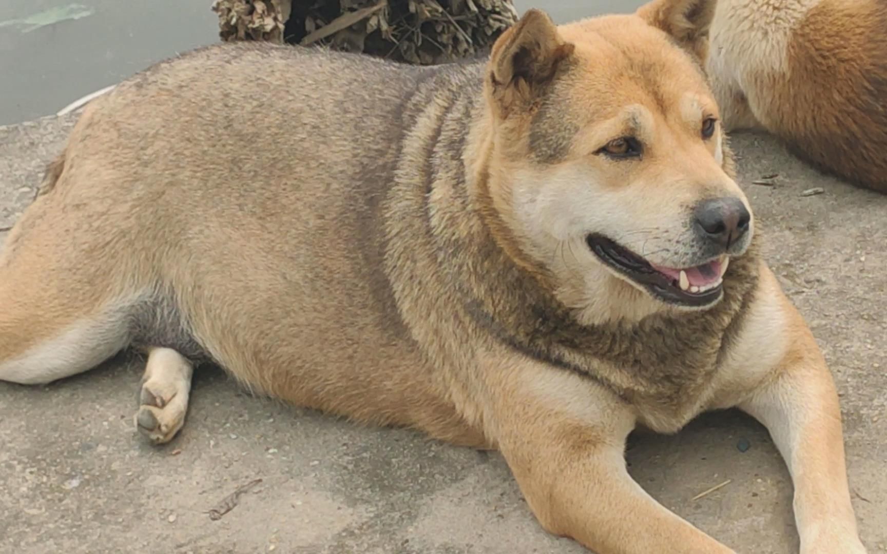 土狗王照片图片