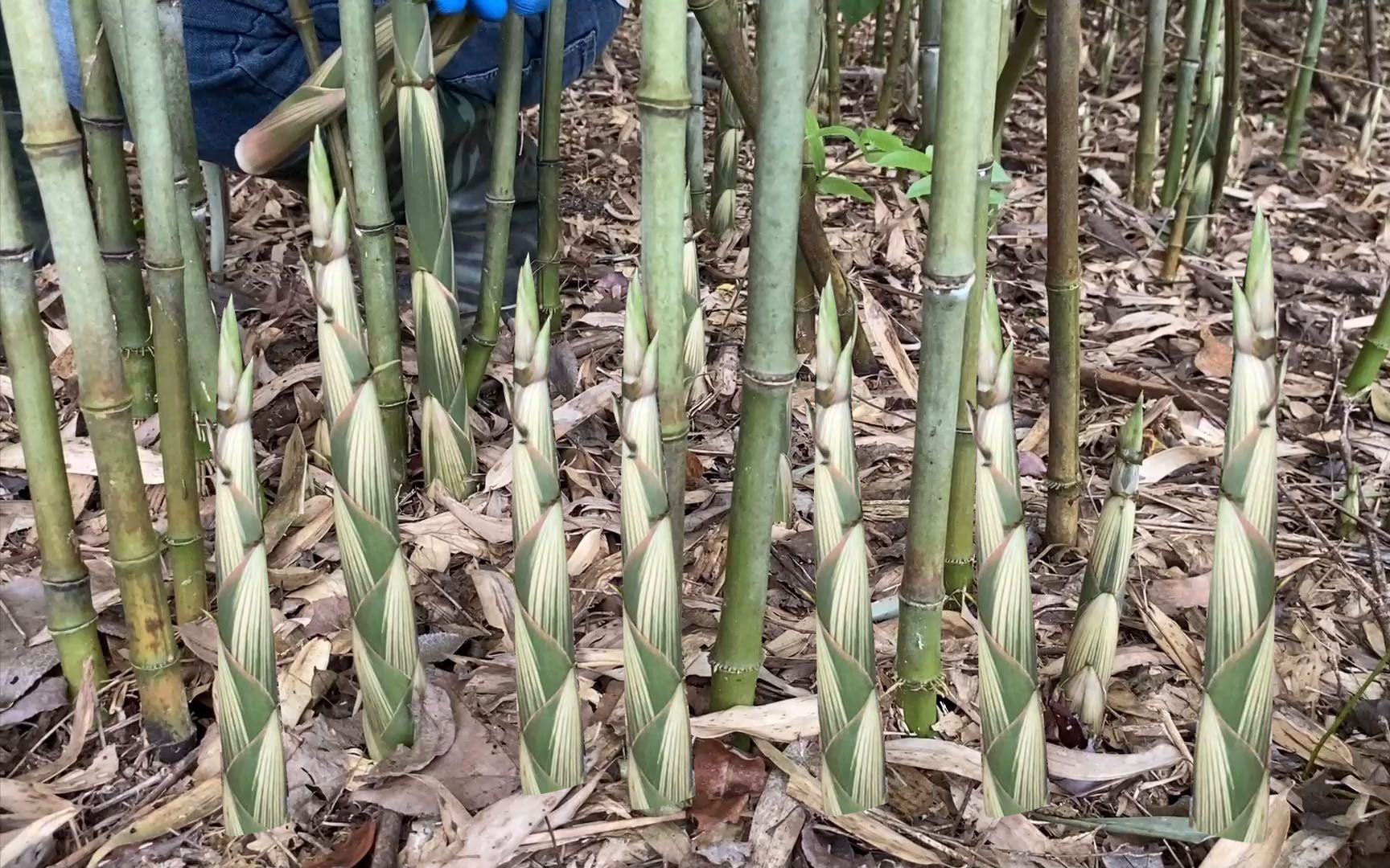 竹林里的野笋越长越多了,多到拔不过来,这样拔笋太过瘾了