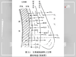 Download Video: 鱼缸藻类会抑制硝化细菌生长繁殖。