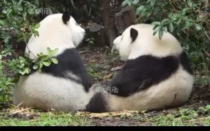 Download Video: 花花和叶子在一起干饭，姐妹俩亲密无间，真美好啊【大熊猫和花和叶】