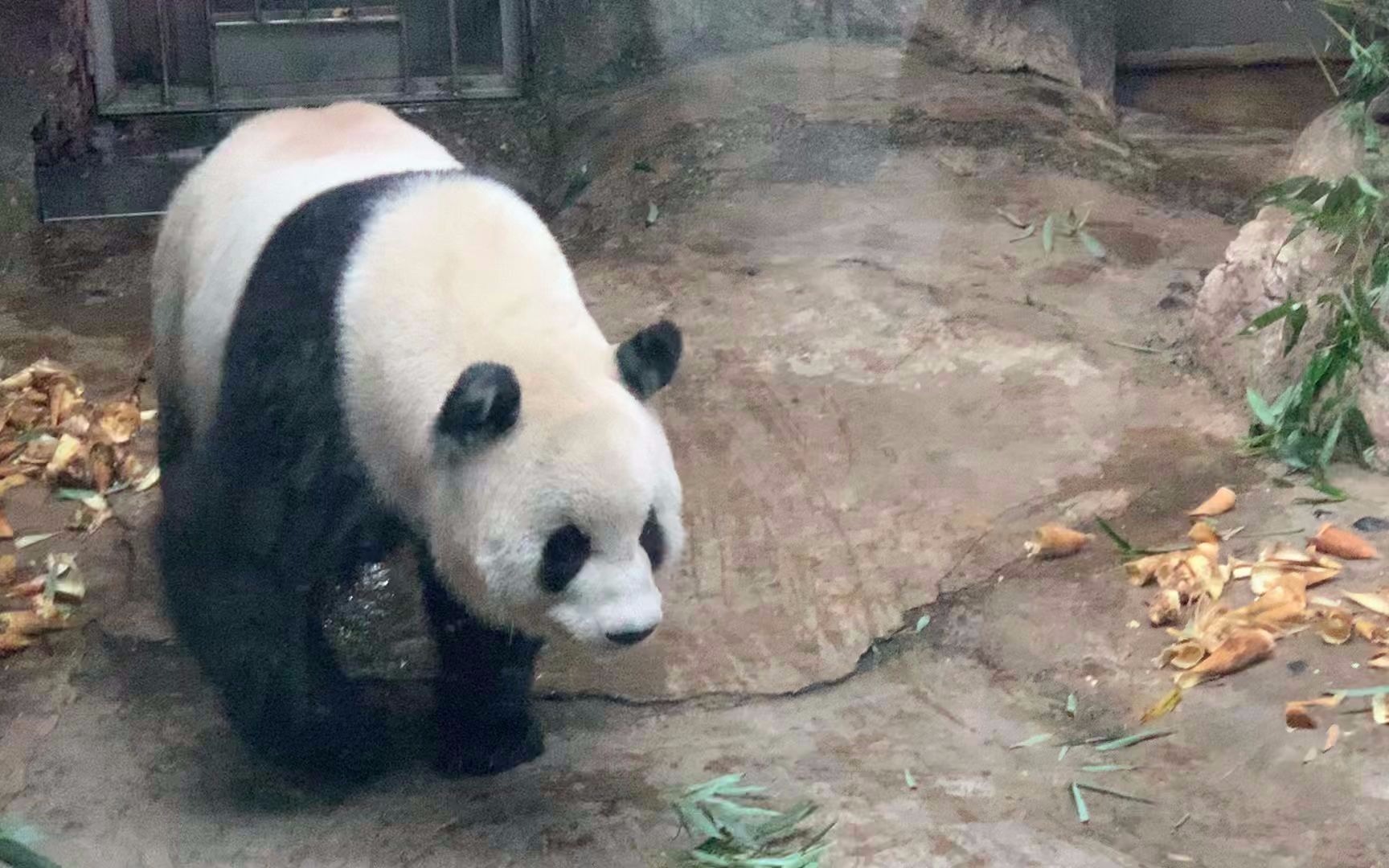 【大熊猫萌萌】人间最美熊萌萌姐,14岁了还这么奶气哔哩哔哩bilibili