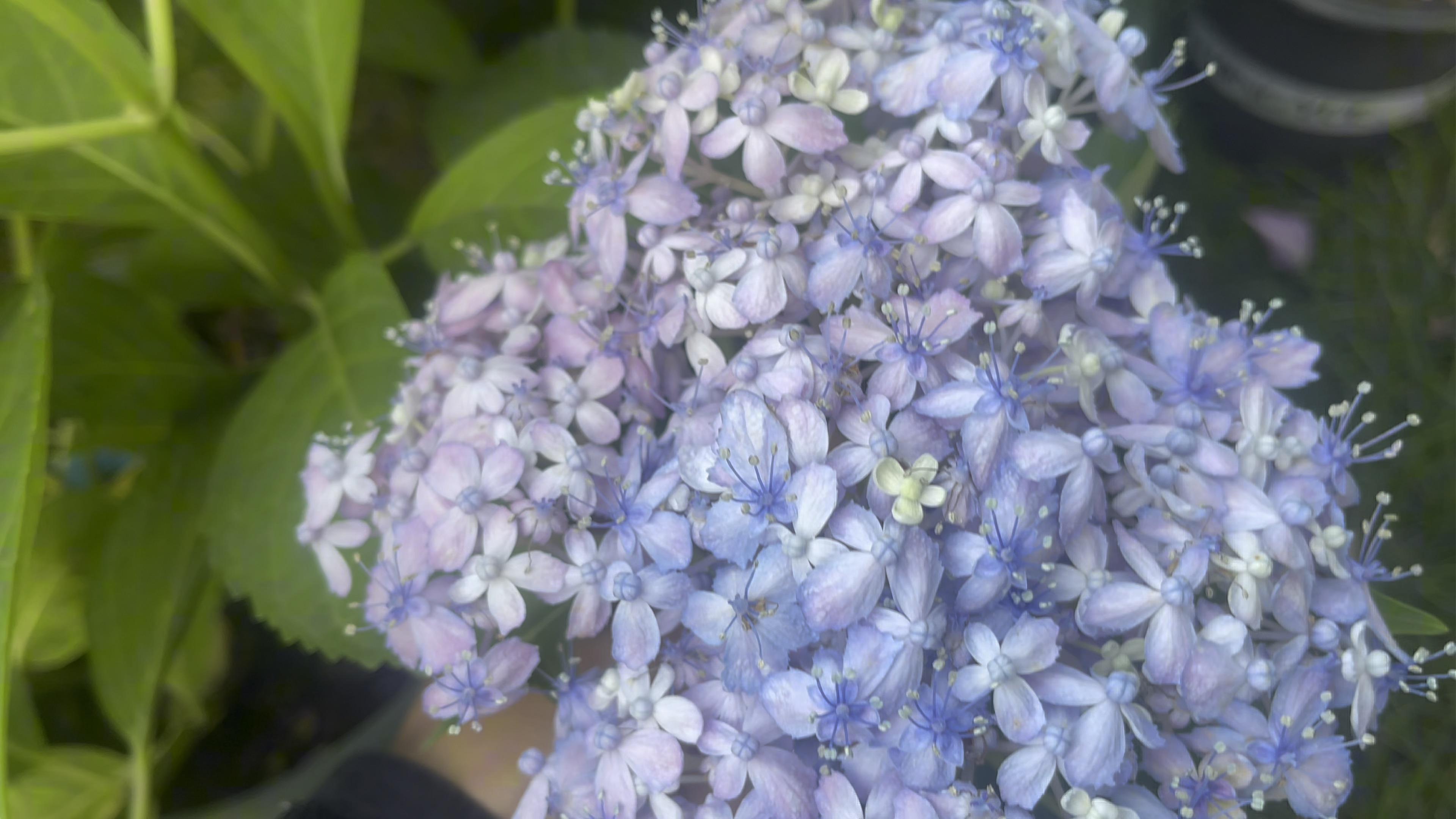 今年大花绣球调蓝的品种不多,但都调侃成功了