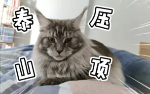 下载视频: 大家的缅因猫也爱在胸口打呼睡觉嘛？也太重了……