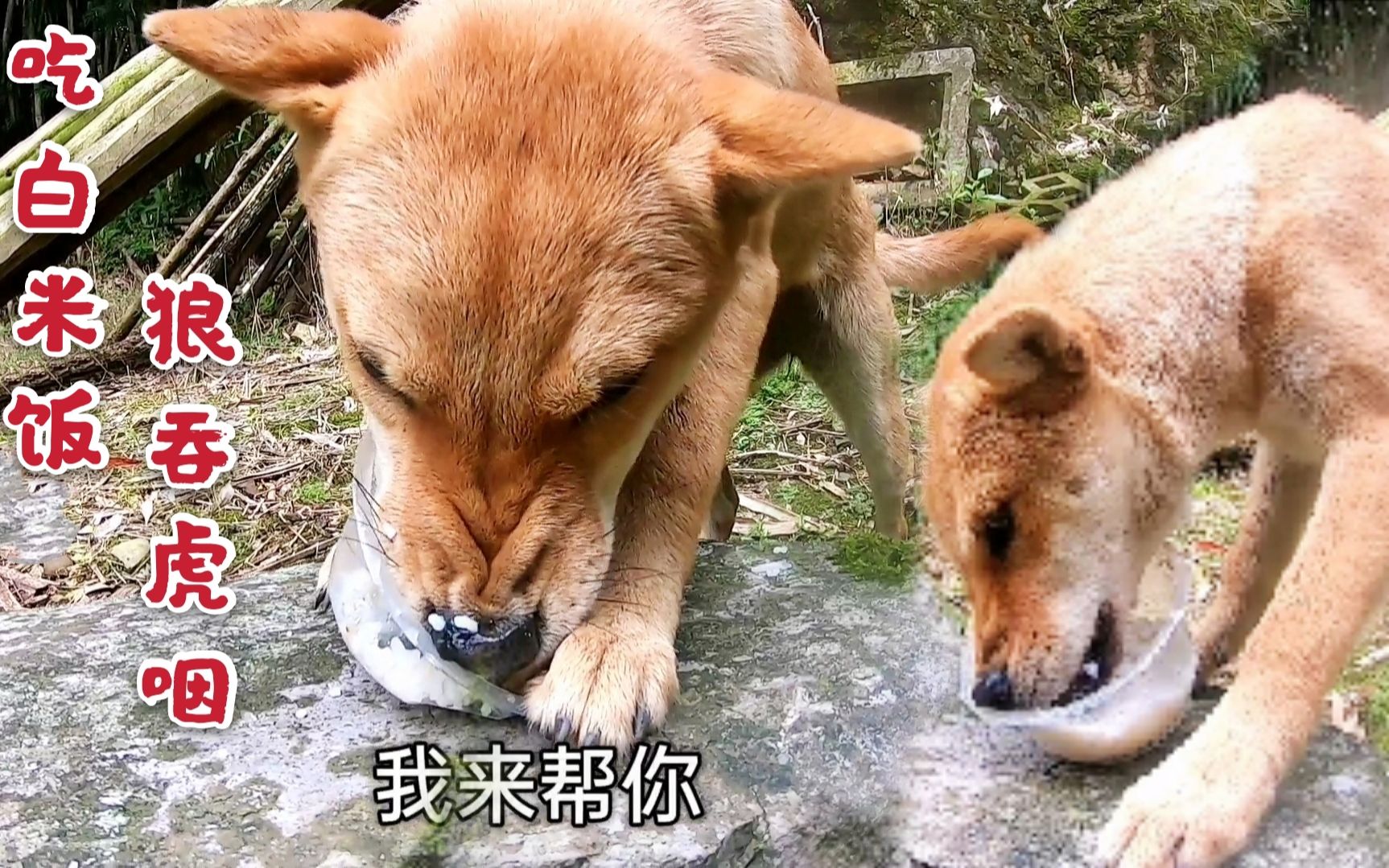 田园犬阿爆不挑食白米饭它也吃得津津有味还把碗洗得干干净净