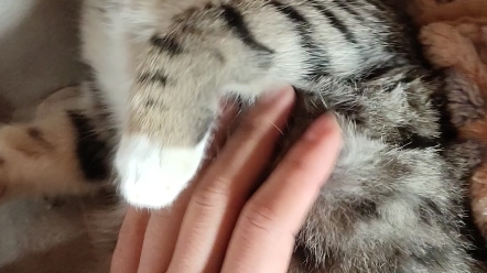 逐渐变态的我,对小猫咪下手了._哔哩哔哩 (゜-゜)つロ 干杯~-bilibili