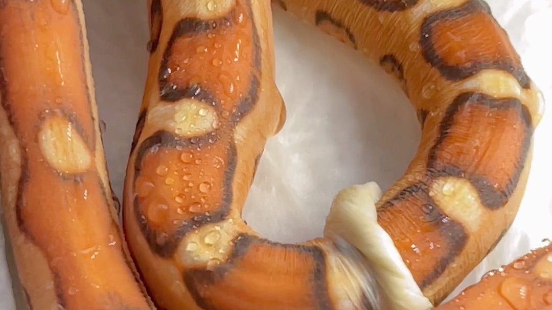 活动作品玉米蛇无鳞玉米蛇蜕皮