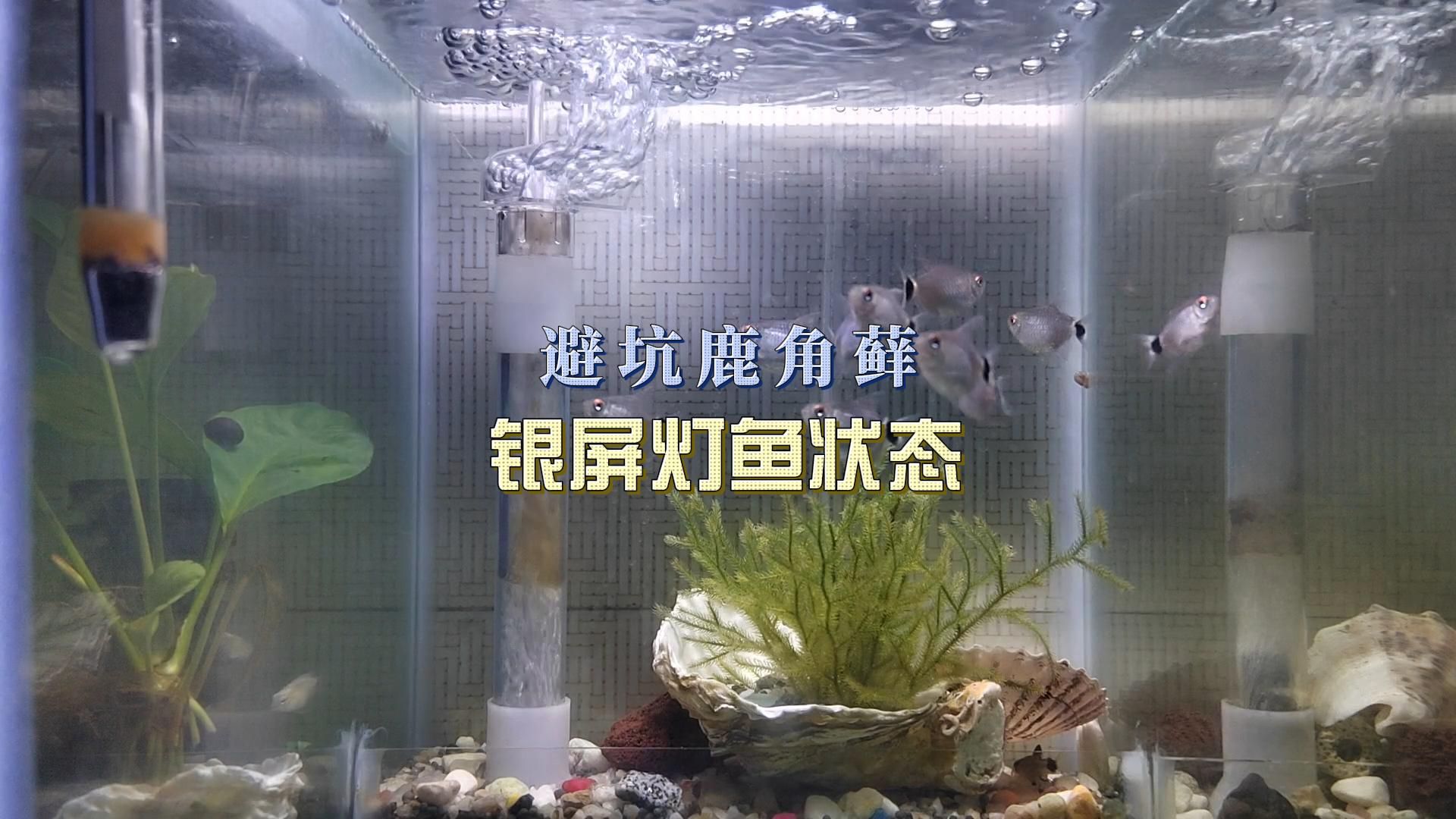 避坑鹿角藓所谓水生植物,熊猫鼠鱼饲养须知!哔哩哔哩bilibili