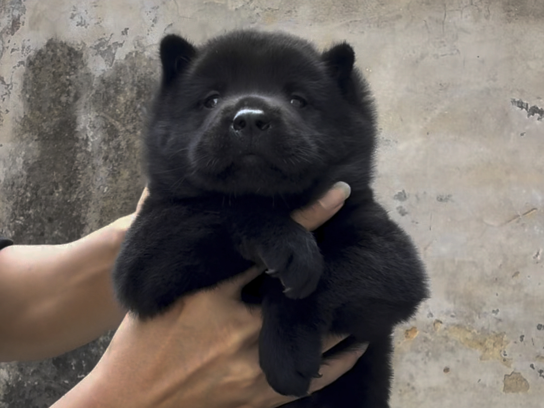 不错的五黑神犬