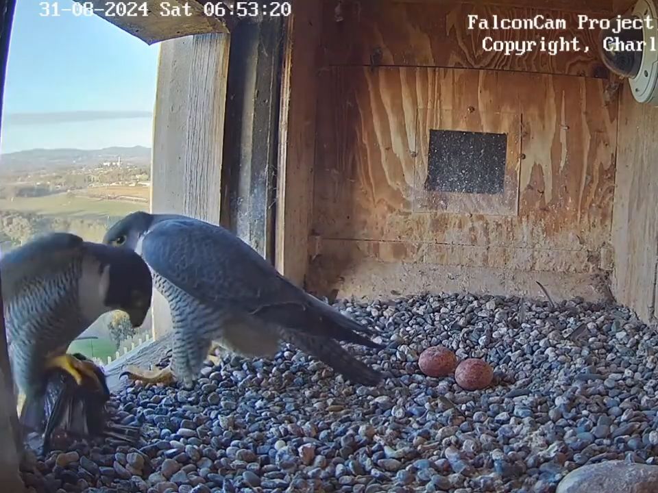 又是小黑鸟,游隼di拒绝进食,并且离开鸟巢,2024.8.30