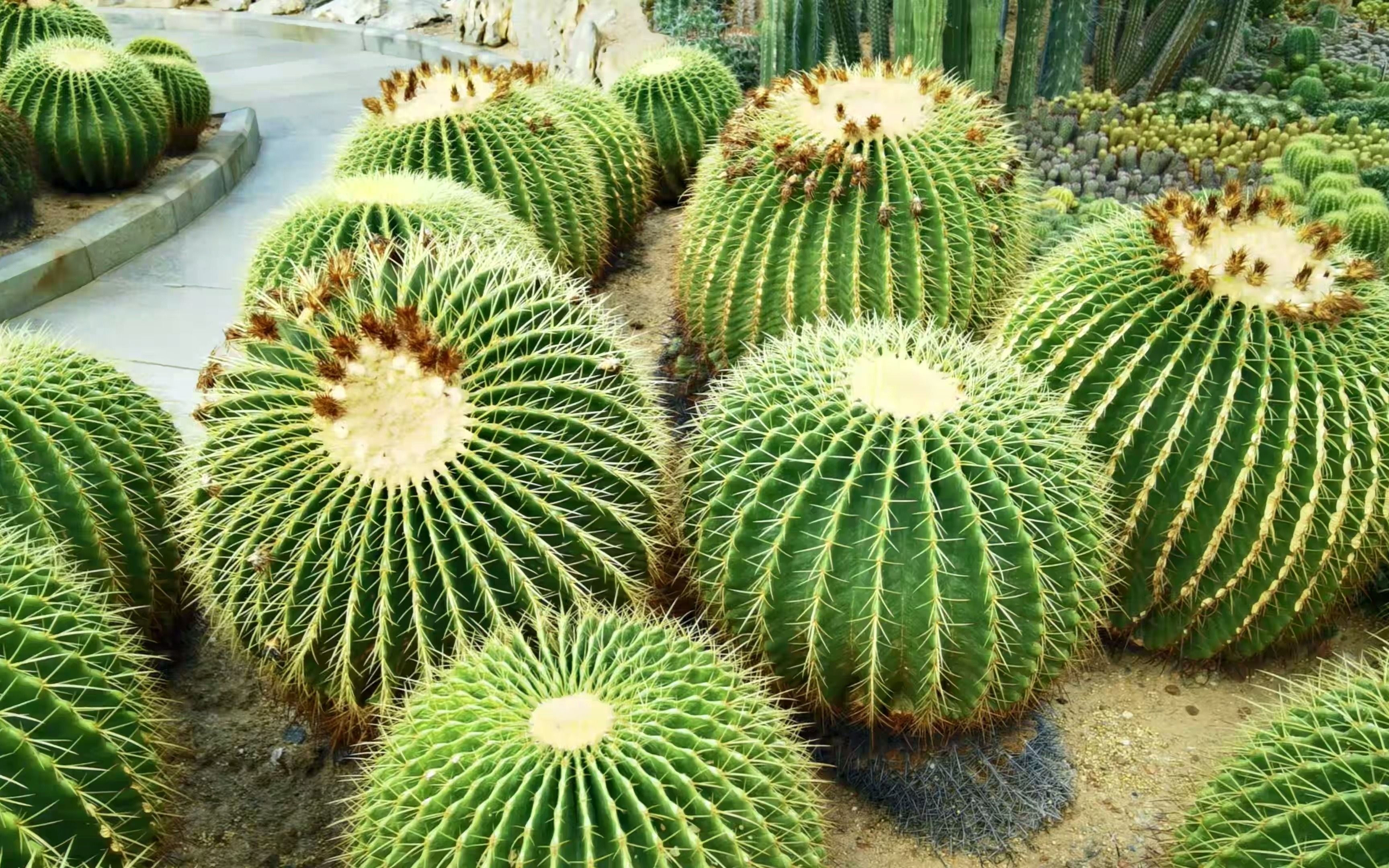 深圳仙湖植物园多肉植物,仙人球近景