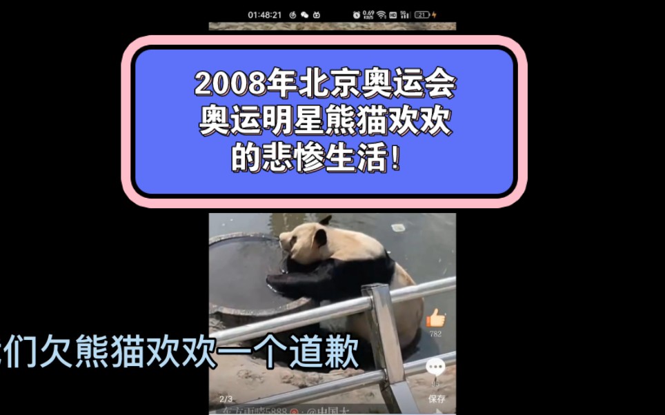 2008年北京奥运会奥运明星熊猫欢欢的悲惨生活!人类欠欢欢一个道歉.哔哩哔哩bilibili