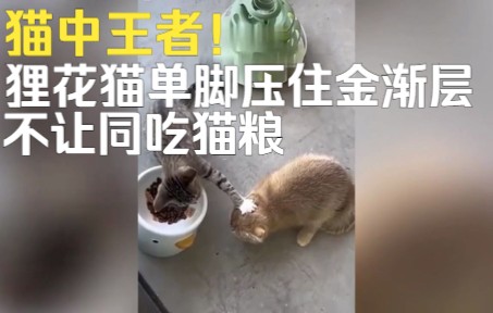 [图]猫中王者！狸花猫单脚压住金渐层不让同吃猫粮：谁先吃心里没数？