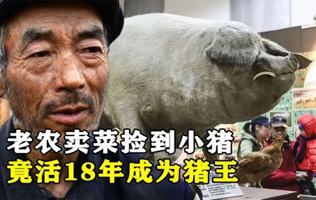 [图]老农卖菜偶然捡到小猪，竟活了18年成为猪王，死后成为镇馆之宝