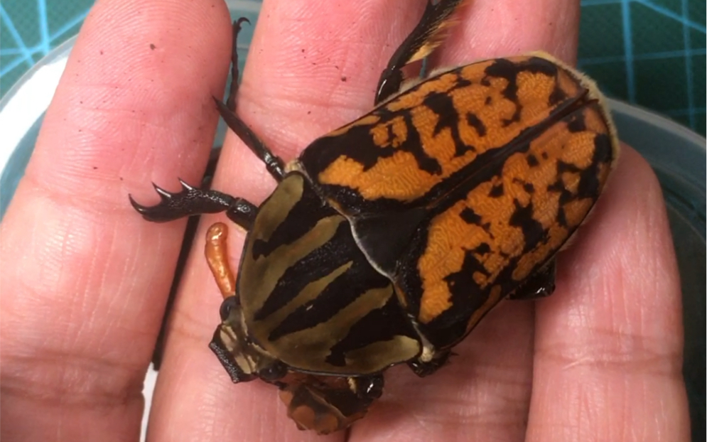 开土蛋,欧贝鲁花金龟_哔哩哔哩_bilibili