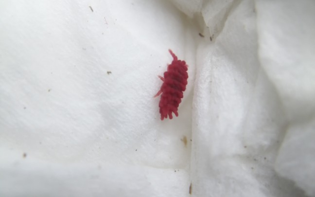 一小段新到的红疣跳虫视频