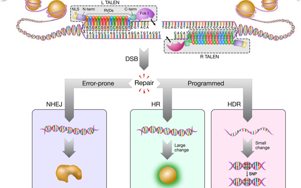 第二代基因编辑工具——转录激活因子样效应物核酸酶(TALENS)哔哩哔哩bilibili