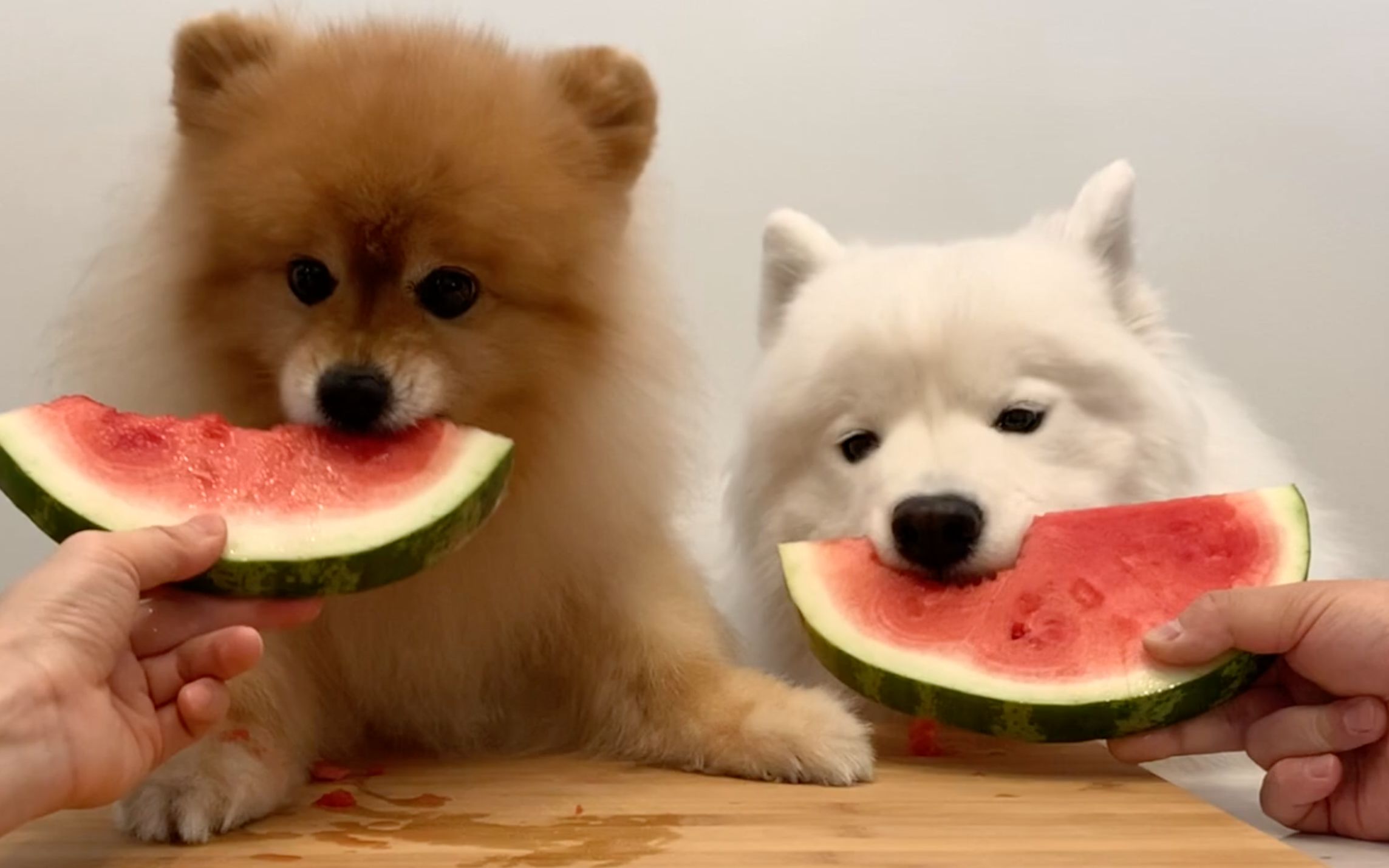 【油管网红狗】萨摩耶博美比赛吃西瓜_哔哩哔哩 (゜-゜)つロ 干杯