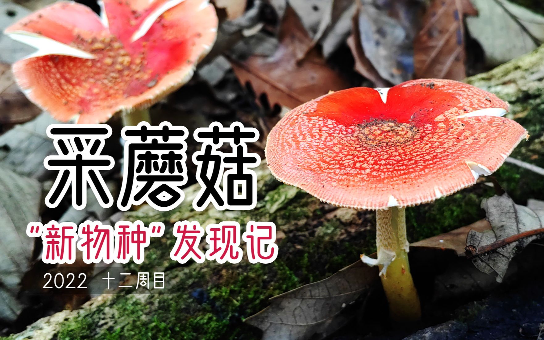 封面这两个美丽的鹅膏菌,首次展现在世人眼前哔哩哔哩bilibili