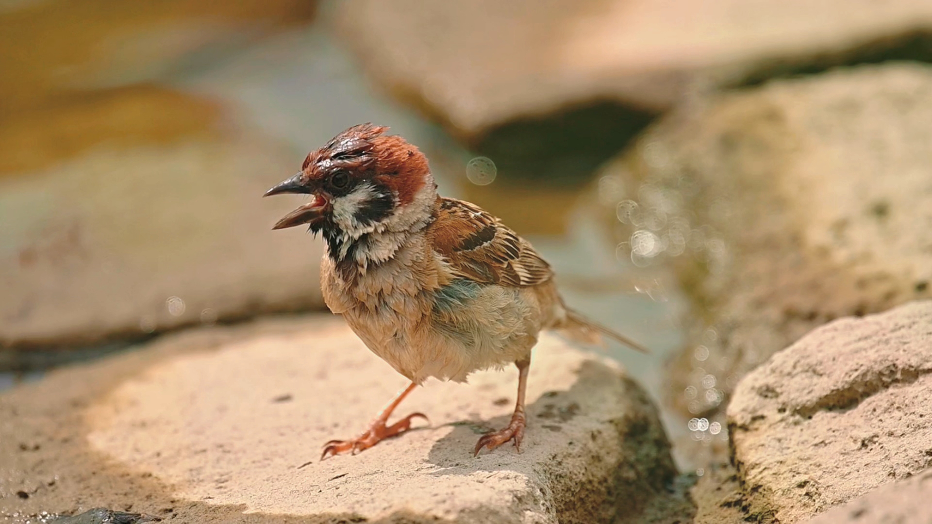 到水边就兴奋的麻雀宝宝